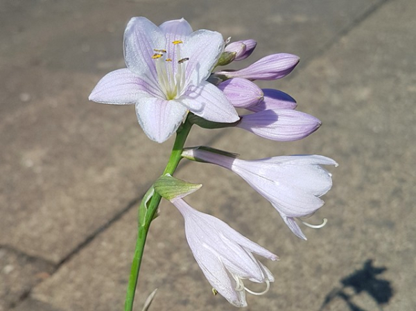 Hosta sieboldiana Wide Brim Weißrandige Garten Funkie